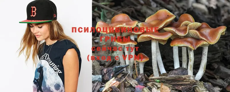 цена наркотик  Данков  Псилоцибиновые грибы MAGIC MUSHROOMS 